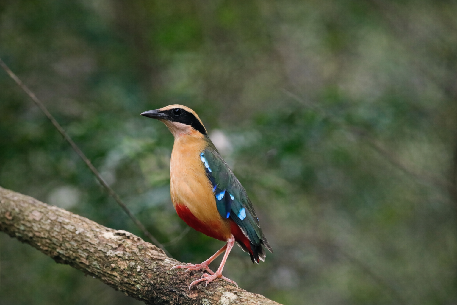 African Pitta